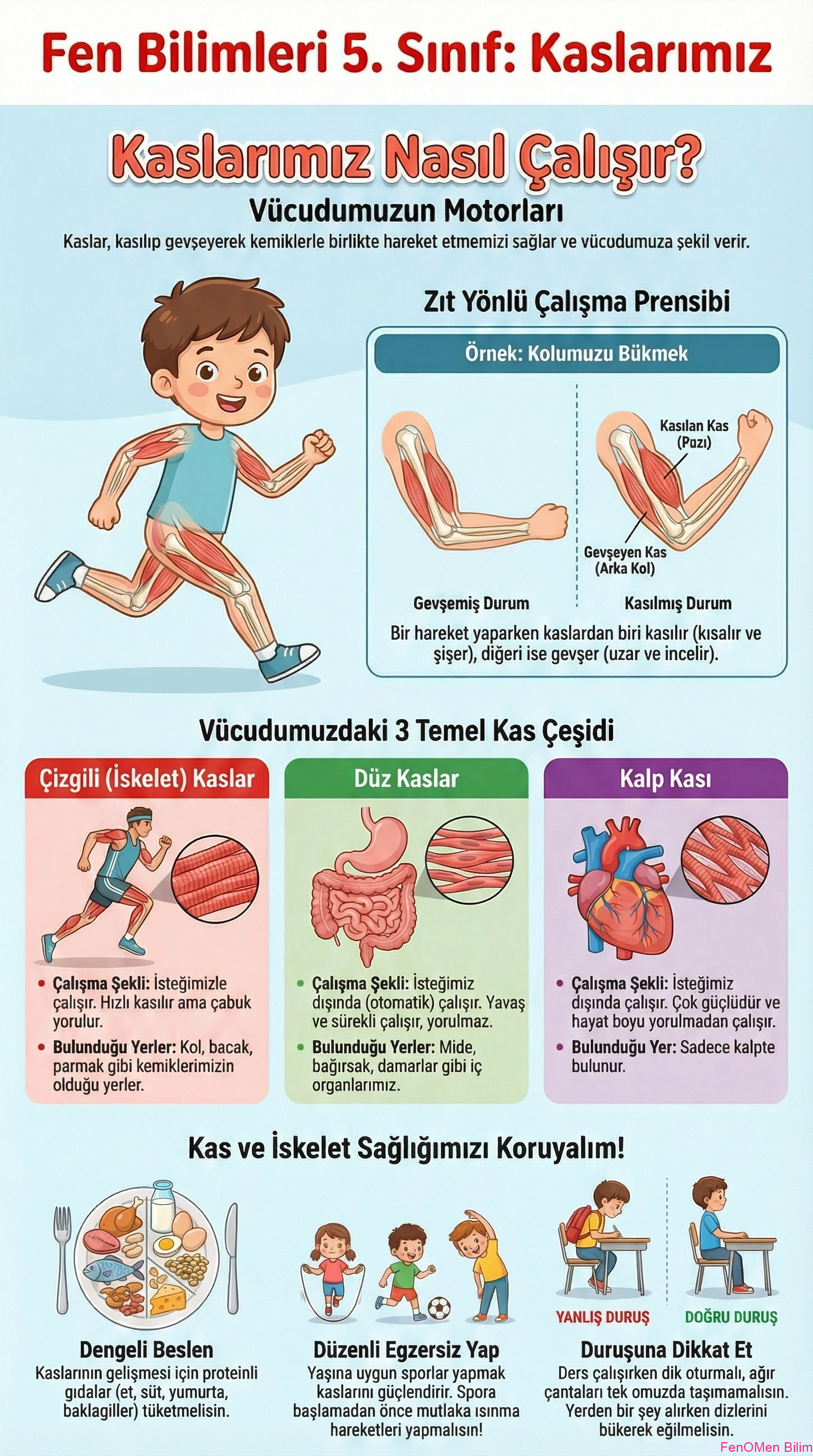 FB.5.3.2.2. Destek ve hareket -Kaslarımız - Gönderi görseli